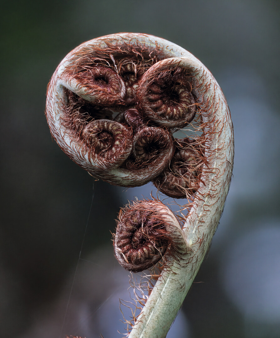 Honour For Print New Life By Wendy Buick
