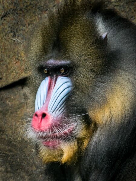 Honour For Mandrill By Hector Beveridge
