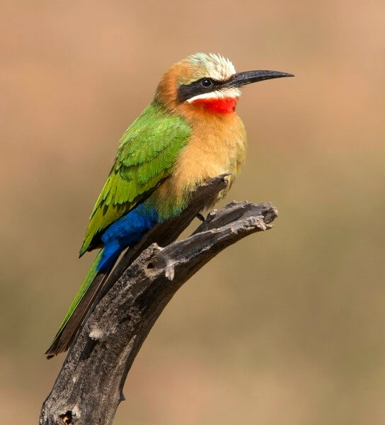 Honour For White Fronted Bee Eater By Lesley Clark