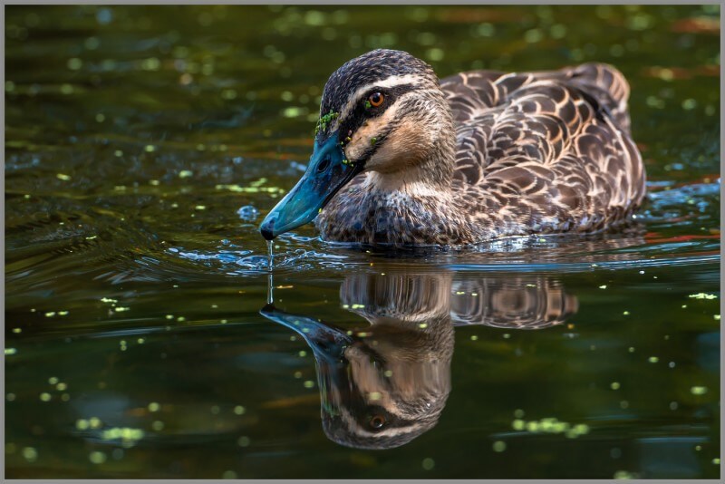 Honour For Duck Reflection By Ajantha Vithanage