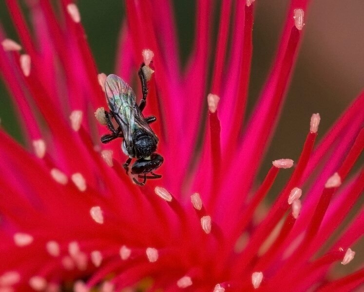 Merit For Native Bee On Flowering Gum By Lesley Clark