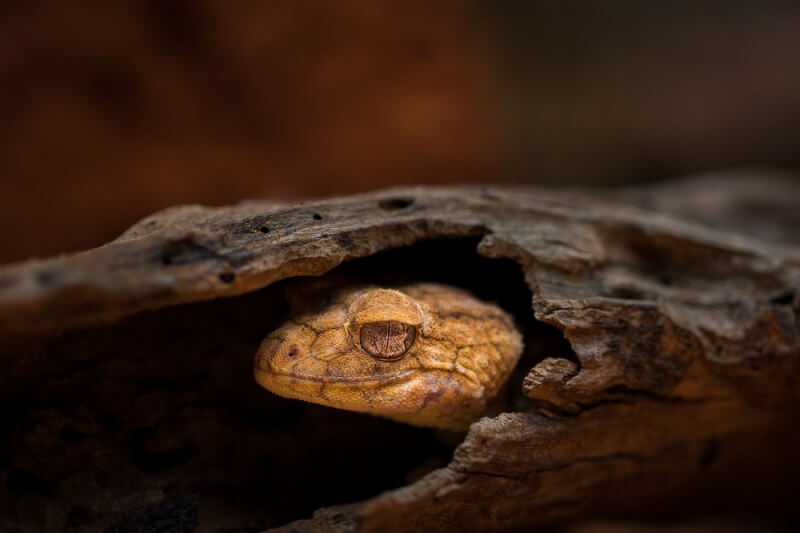 Merit For Rough Knob Tailed Gecko By Janet Aldridge