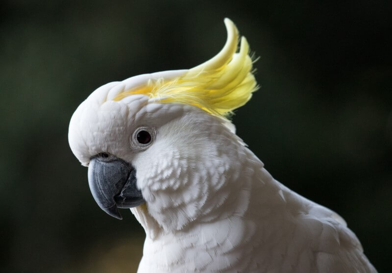Merit For Sulphur Crested Cockatoo By Lee Dixon