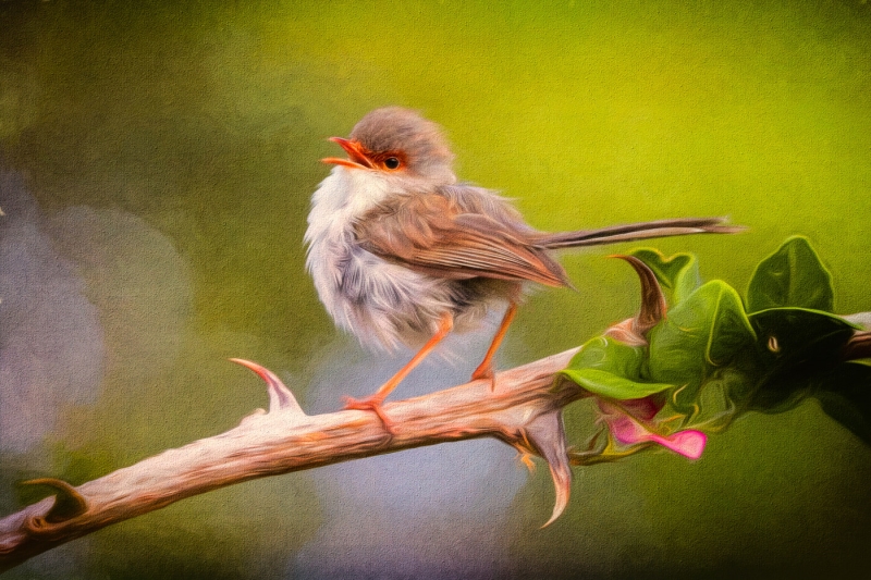 Honour For Fairy Wren And Thorns By John Doody