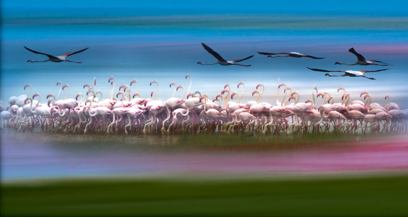 Honour For Flamingo Fantasy By Julie Geldard