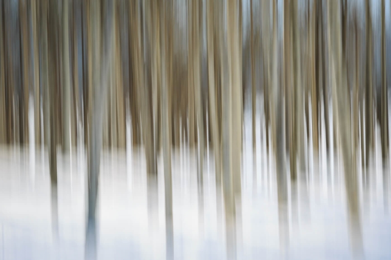 Merit For Birch Trees In Winter By Bruce McDonald