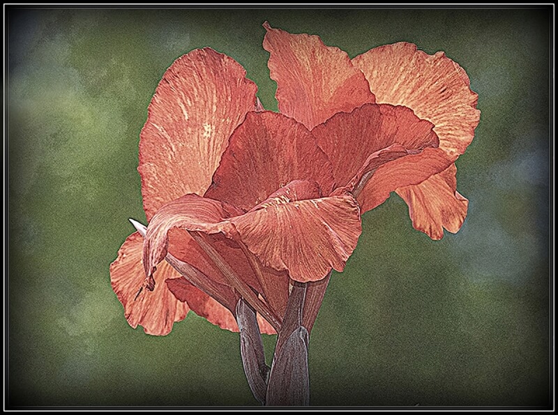 Merit For Floral Art By Gordon Dixon