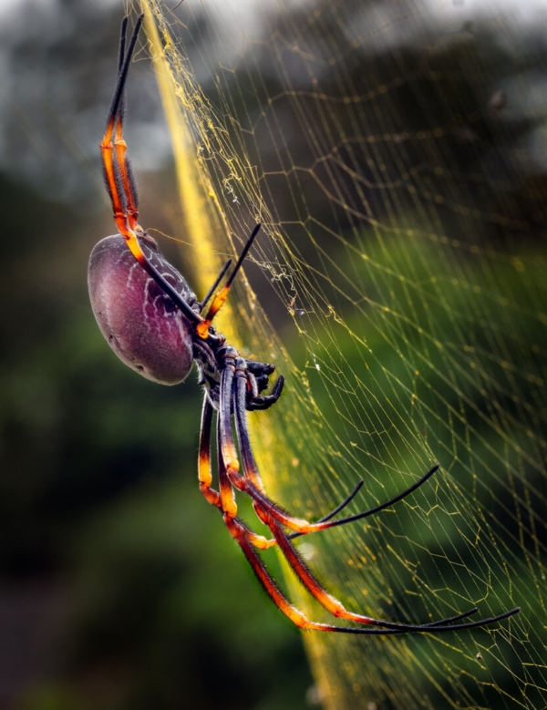 Honour For Spinning Her Web By Paul MacKay
