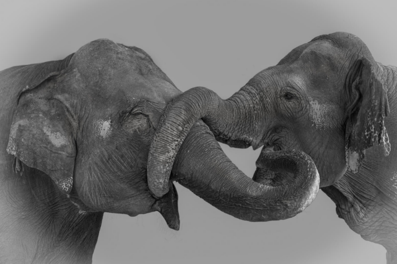 Merit For Loving Elephants 2 By Sam Fernando