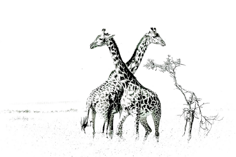 Honour For Digital Giraffe Crossing By Swarna Wijesekera