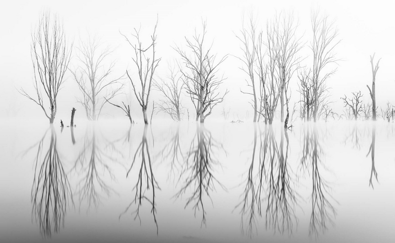 Merit For Print Reflections In Fog By Bruce McDonald