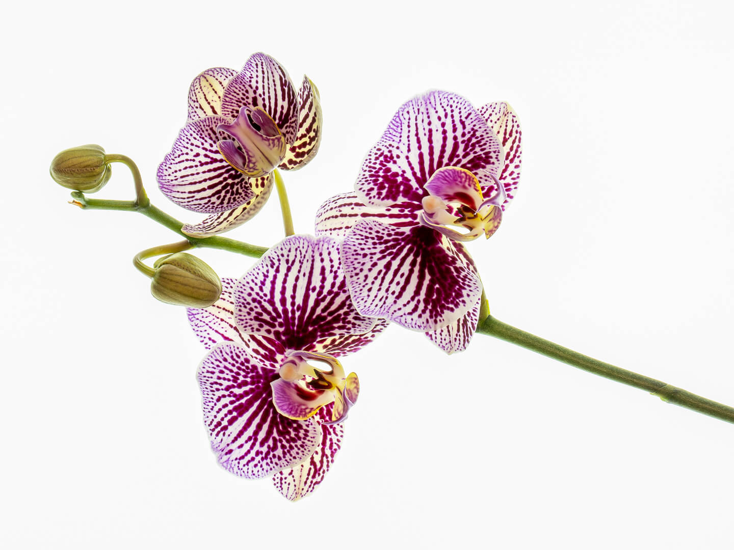 Honour For Digital Exotic Orchid By Rose Parr