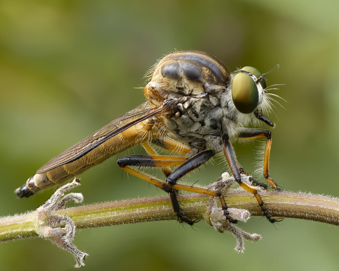 Honour For Print Robber Fly By Dorothy Harkins