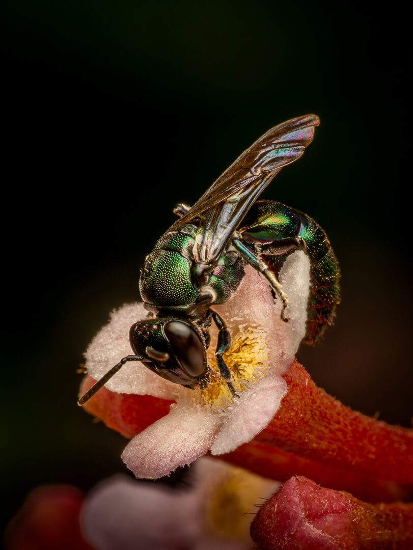 Honour For Digital Green Carpenter Bee By Hazel Sempf