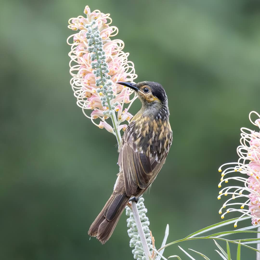 Honour For Digital Macleays Honeyeater By Kerri Anne Cook