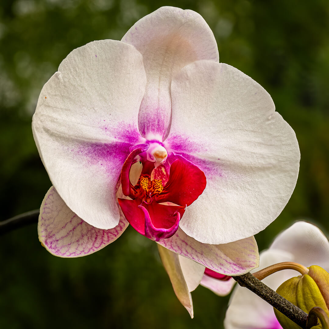 Honour For Print Orchid By Hector Beveridge