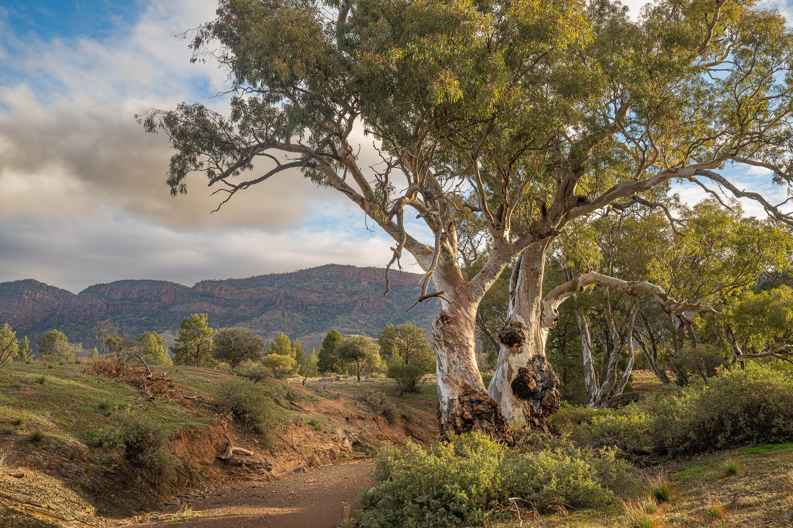 Honour For Print River Red Gums By Alan Wigginton
