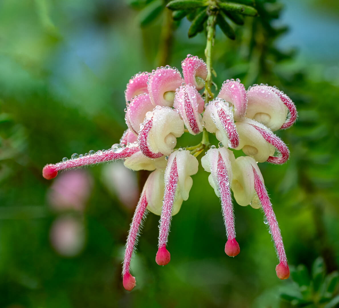Merit For Digital Dewdrops In  The Morning By Susan Chisholm
