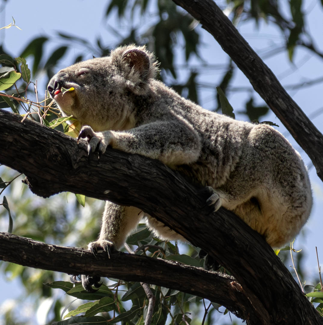 Merit For Digital Koala Feeding By Christine Jull