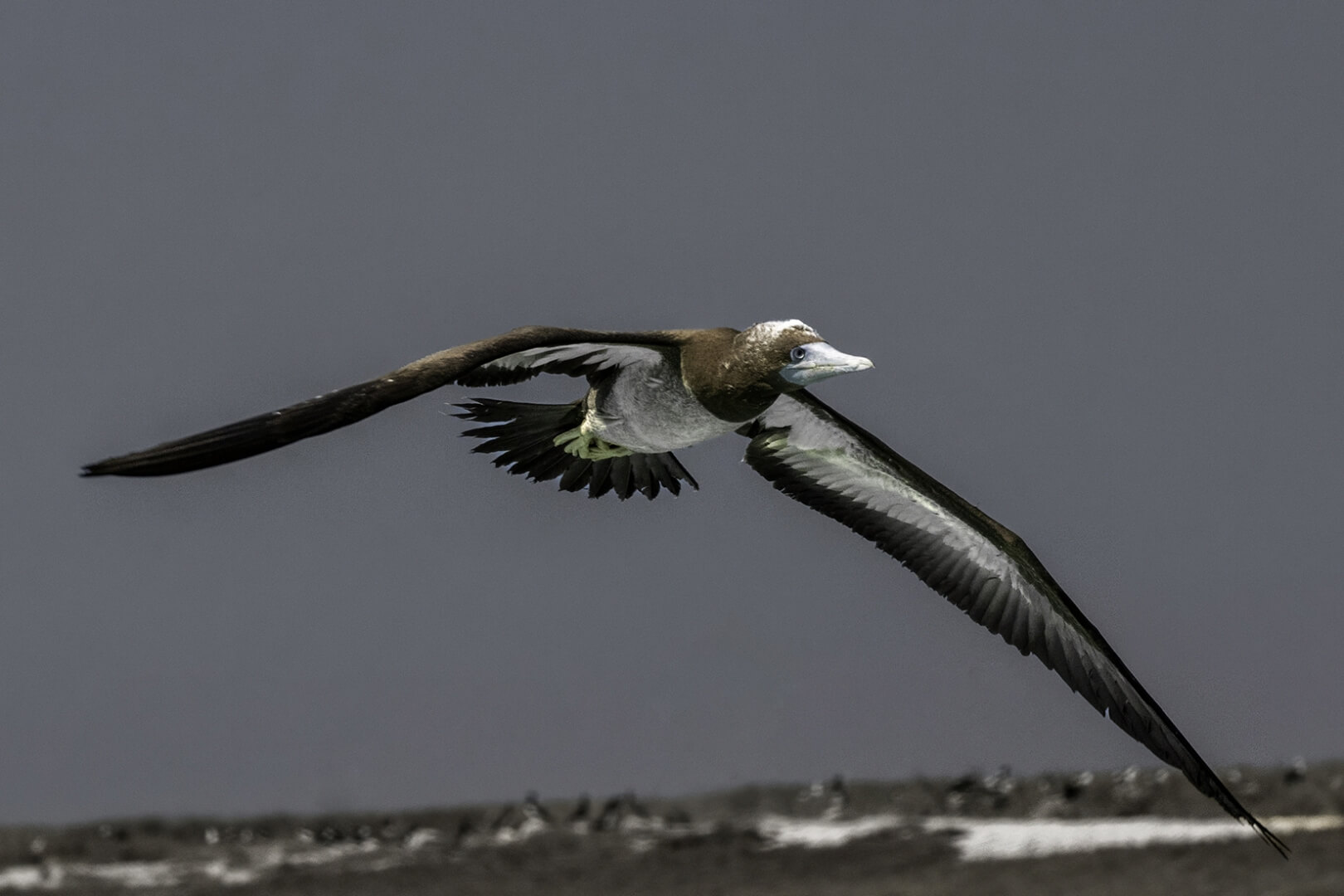Merit For Digital Lacepede Brown Booby By Bhaskar Desha
