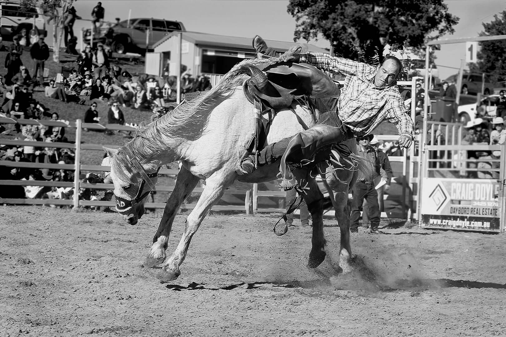 Merit For Print Bucking Bronco By Joyce Metassa