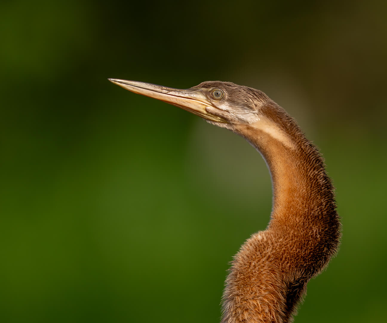 Merit For Print Pale Eyed Darter By Rose Parr