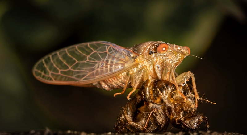 Honour For Digital Cicada Leaving Its Shell By Hazel Sempf