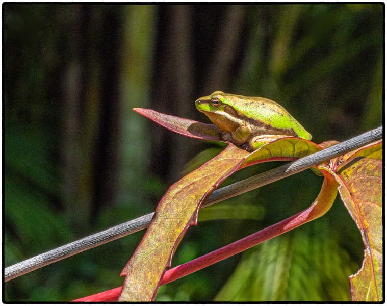 Merit For Digital Frog On A Colourful Leaf By Dorothy Harkins