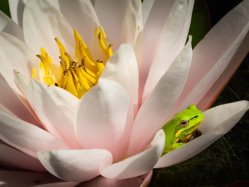Merit For Print Frog In Flower By Dorothy Harkins