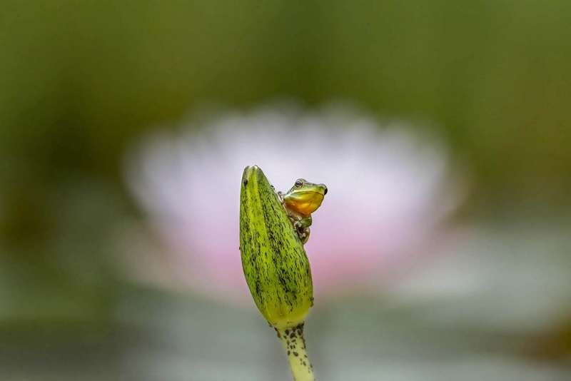 Merit For Print Frog On A Lily By Kerri Anne Cook