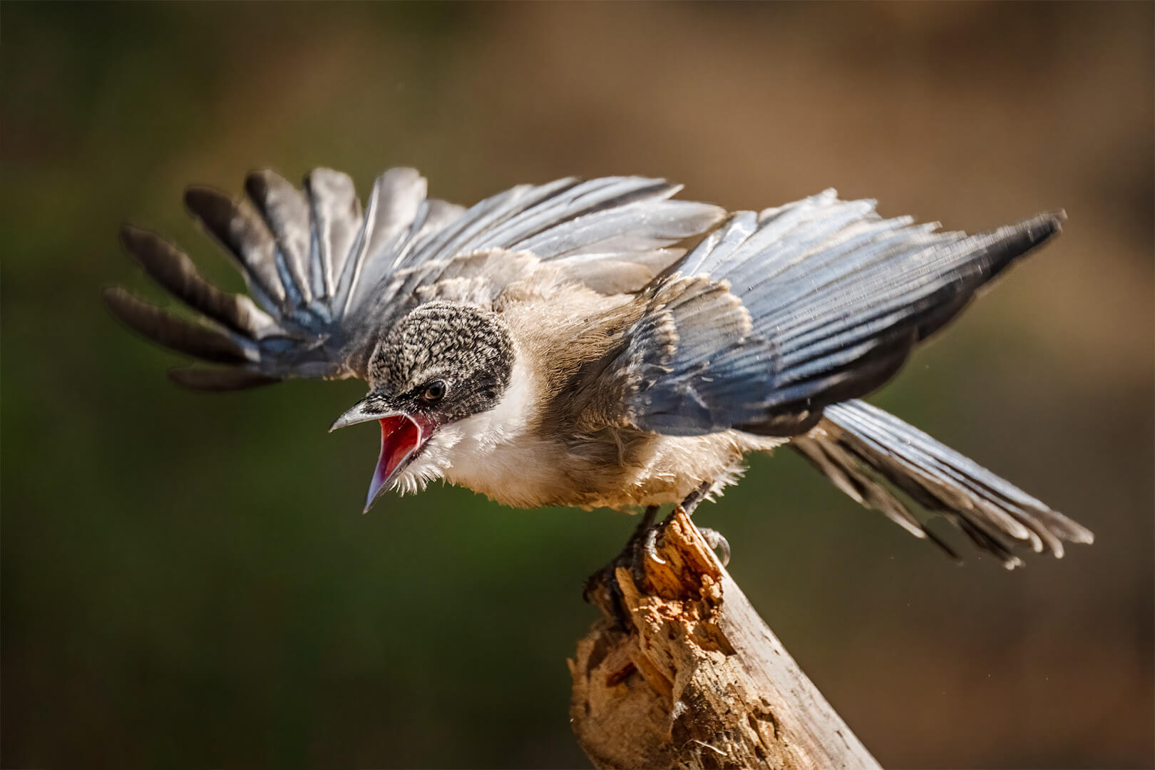 Honour For Digital Hungry Iberian Magpie By Jefferey Mott