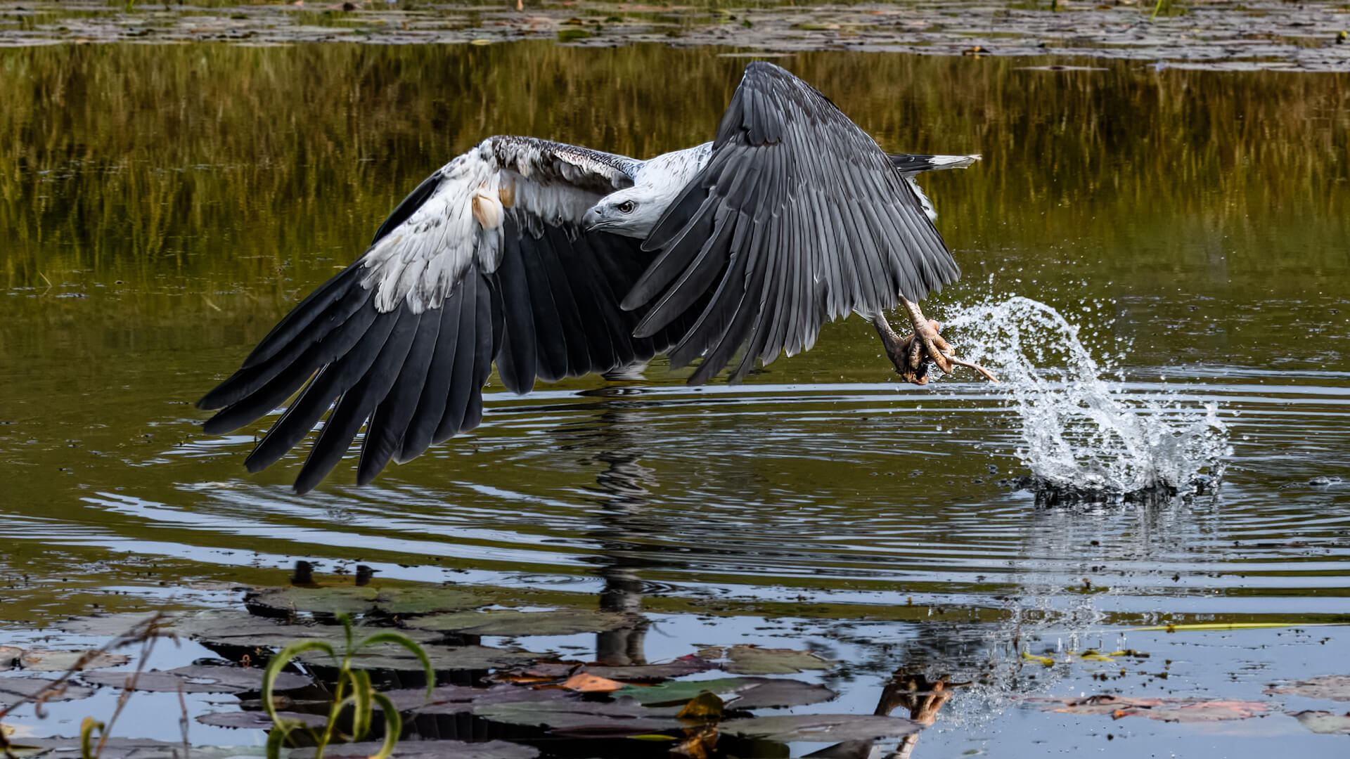 Honour For Digital Nice Catch By Ian Sweetman