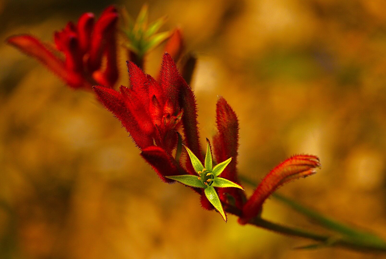 Honour For Print Kangaroo Paw By Carol Rustichelli