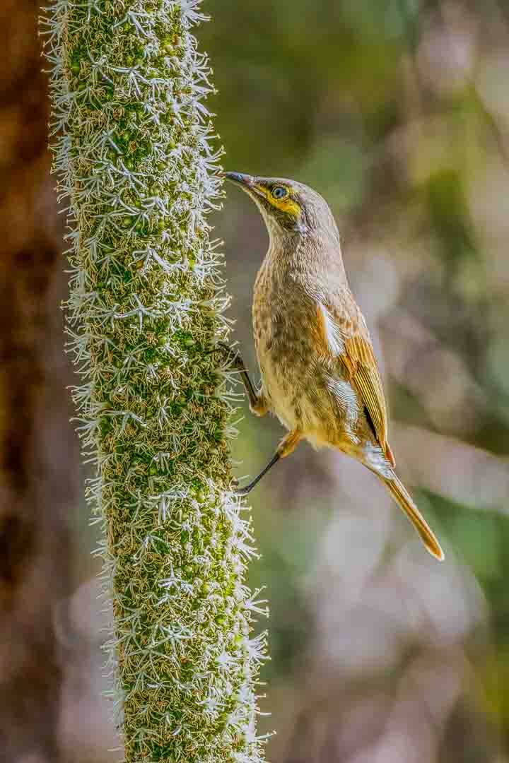 Honour For Print Yellow Faced Honey Eater  By Lekha Suraweera