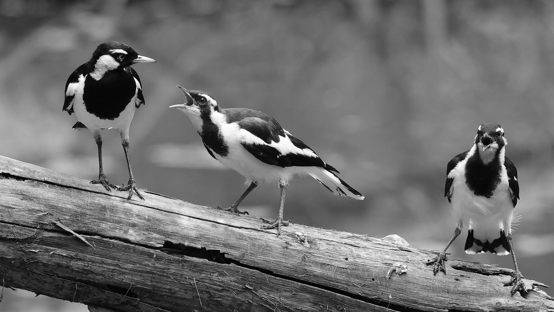 Merit For Digital Hungry Magpie Lark Chicks By Ann Smallegange