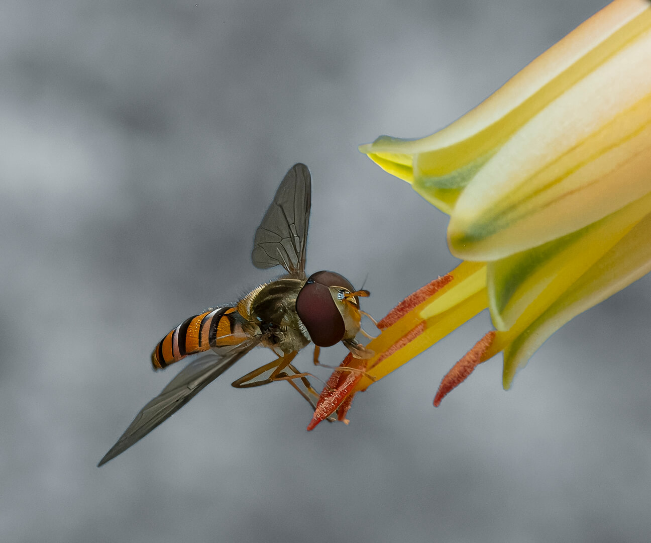 Merit For Print A Hoverfly By Dorothy Harkins