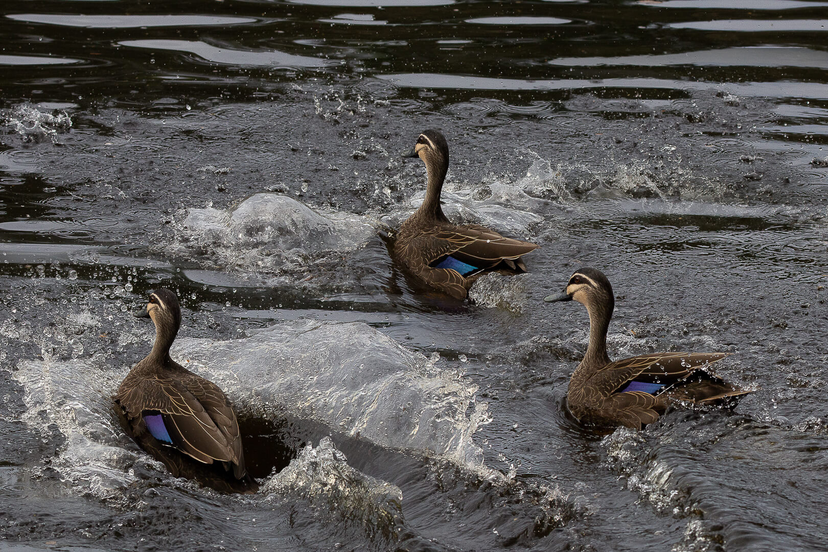 Merit For Print Ducks Having Fun By Swarna Wijesekera