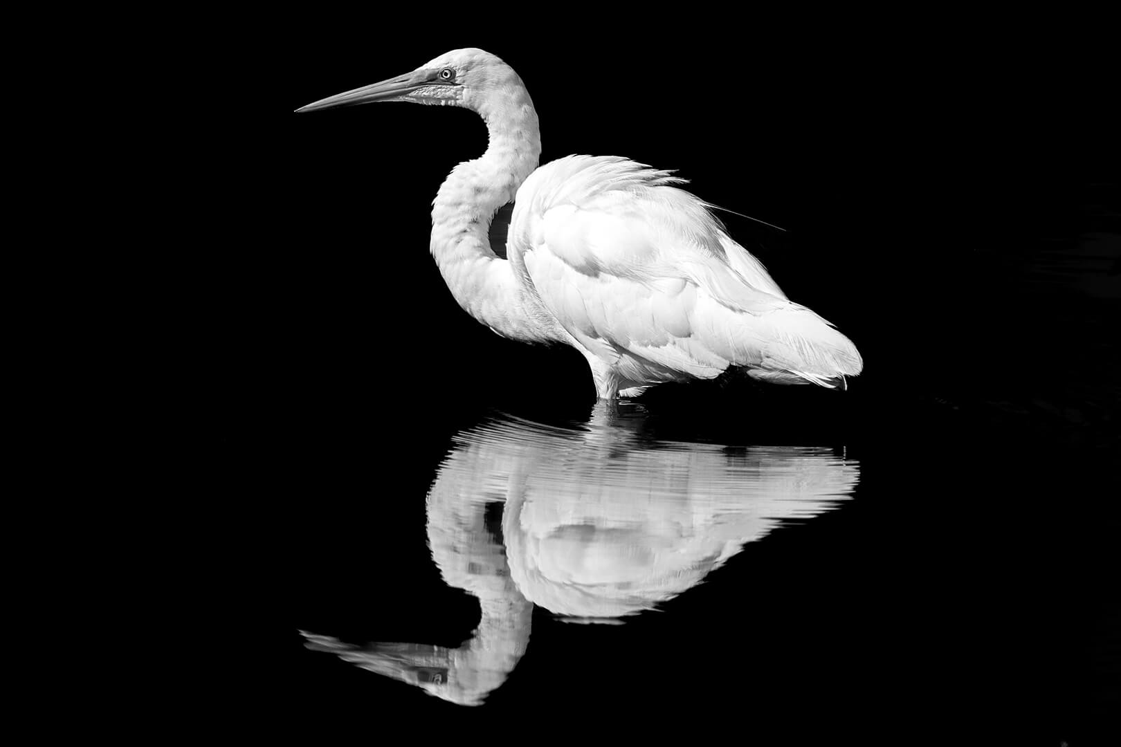 Merit For Print EGRET REFLECTIONS By Kerri Anne Cook