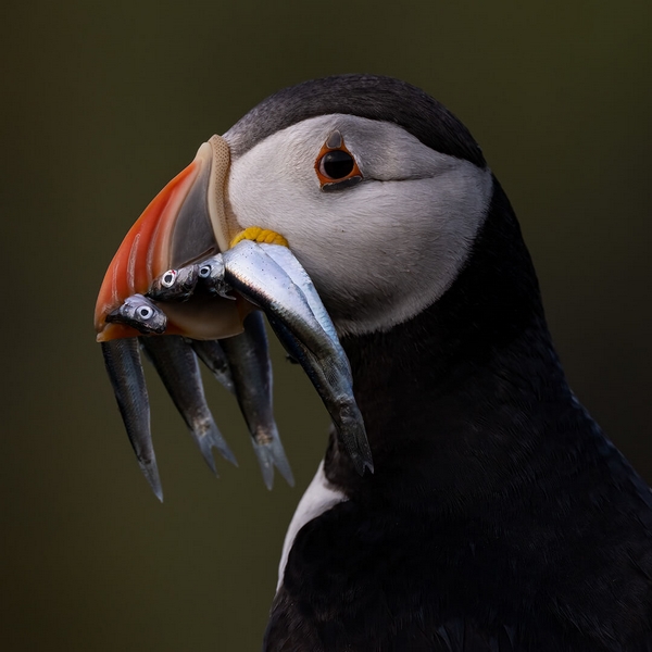 Merit For Digital Puffin With Fish By Jefferey Mott