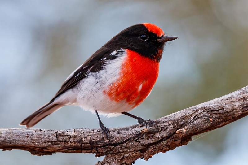 Merit For Digital Red Capped Robin By Kerri Anne Cook