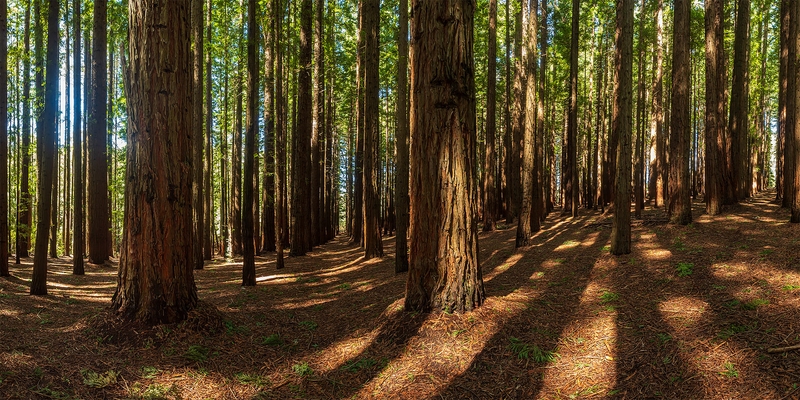 Merit For Digital Redwood Forest By Rodney Topor