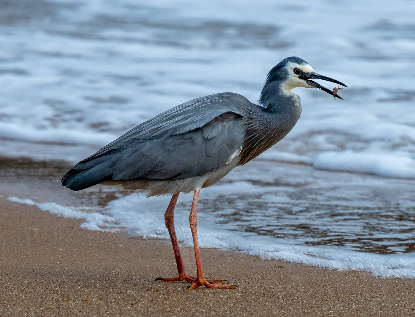 Bronze For Digital Herons Breakfast By Bhaskar Desha