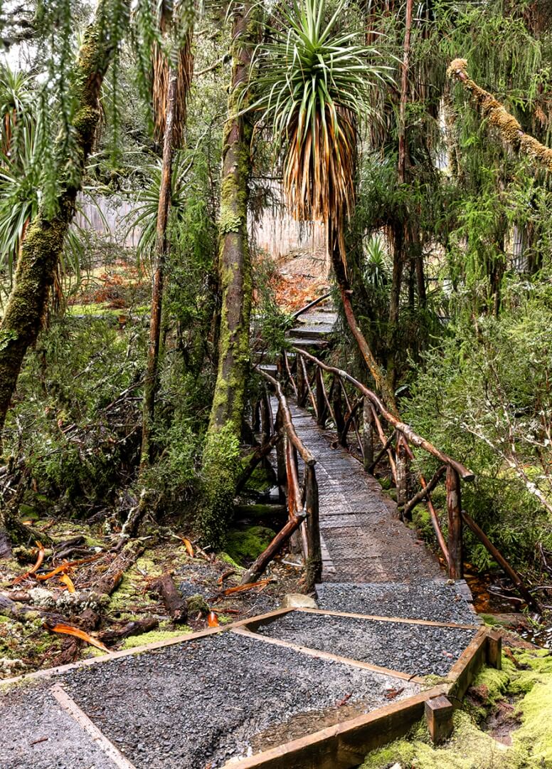 HC For Print Bush Walking Track By Rosslyn Garnett