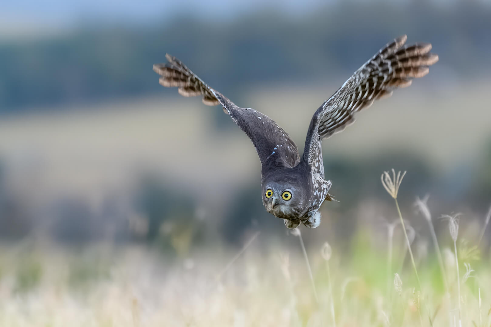 Silver For Digital Owl On The Prowl By Ian Sweetman