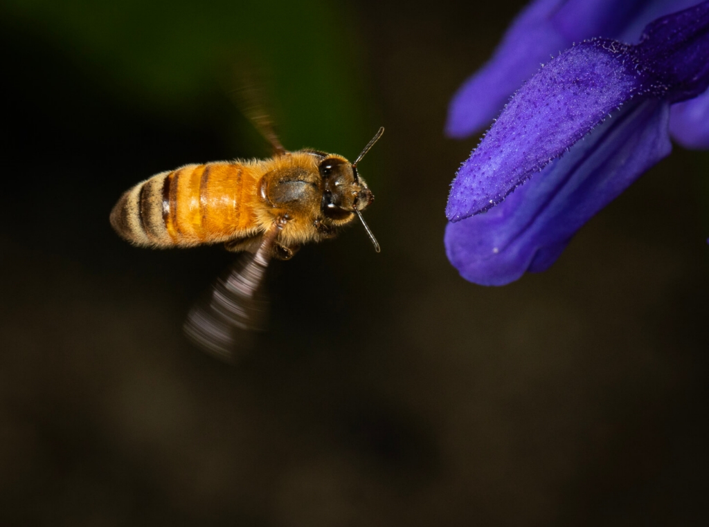 Merit For Digital Bee In Motion By Hazel Sempf