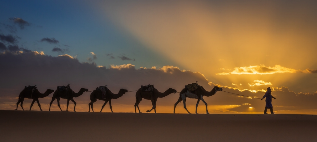 Merit For Digital Camel Train By Bruce McDonald