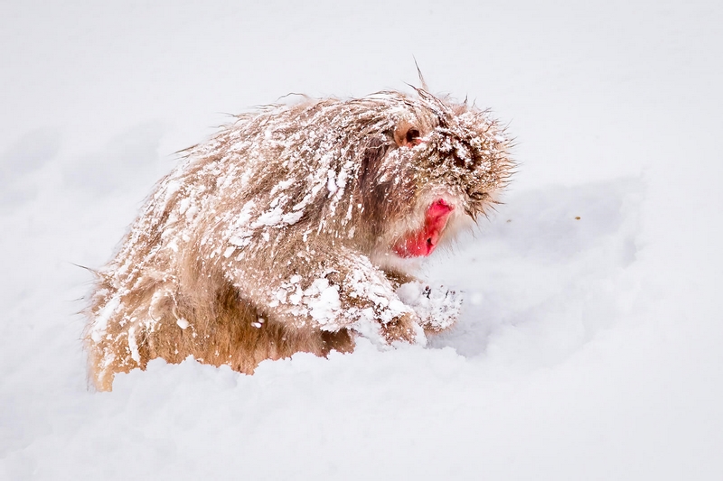 Honour For Digital Foraging In The Snow By Geoffrey Hui