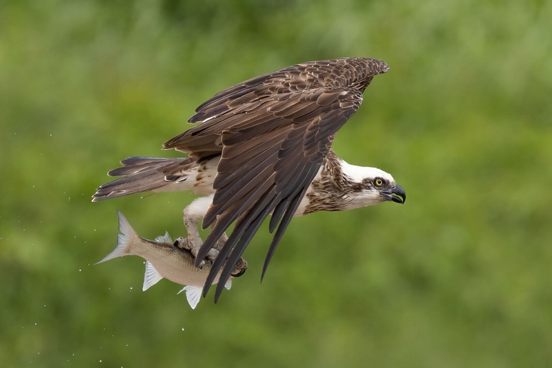 Honour For Digital Osprey With A Catch By Kerri Anne Cook