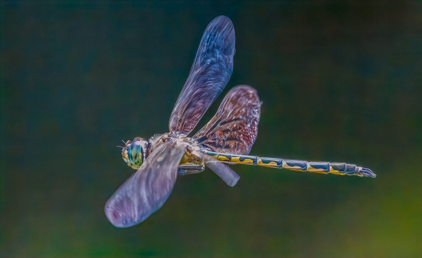 Honour For Digital Dragon Fly By Lekha Suraweera