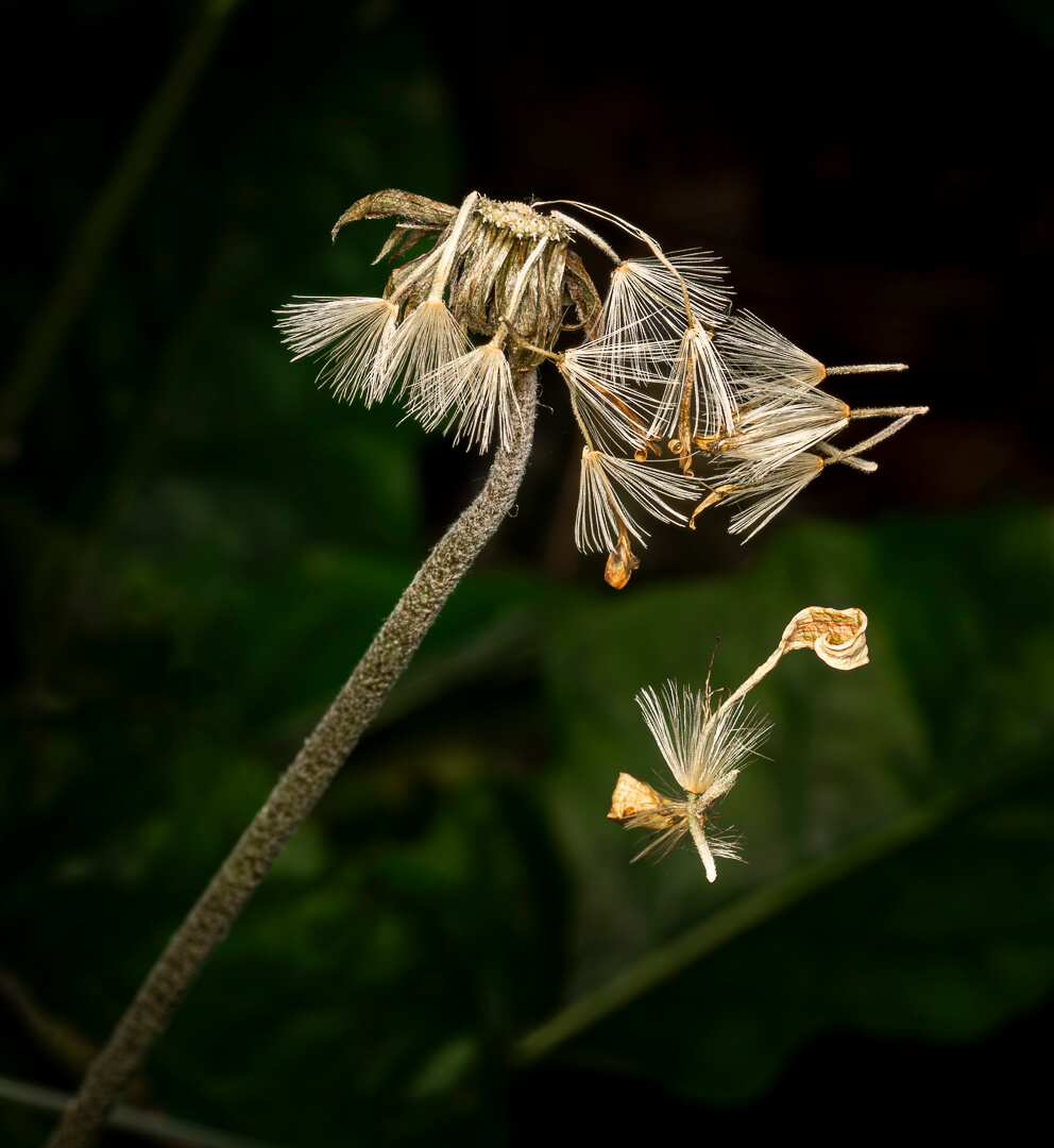 Honour For Digital Gerbera Flower With Seeds Adrift By Hazel Sempf